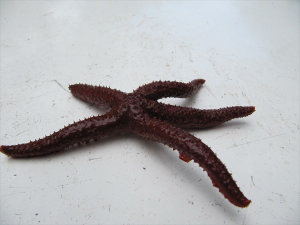 морская звезда из мангровых зарослей